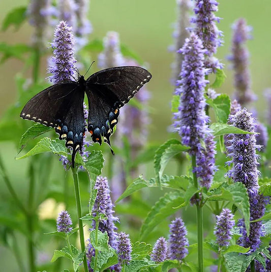 Hyssop, Anise