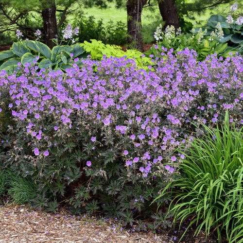 Geranium, Cranesbill 'Boom Chocolatta' PW