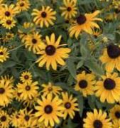 Black-Eyed Susan