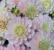 Dahlia 'Sweet Nathalie' - Bulb