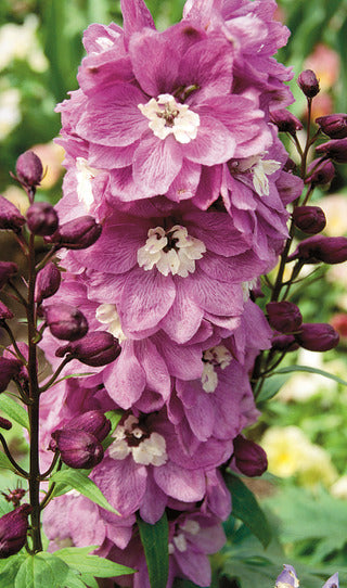 Delphinium 'Magic Fountain Cherry Blossom / White Bee'