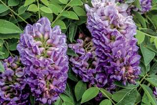 Wisteria 'Amethyst Falls'