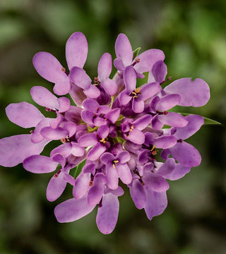 Evergreen Candytuft 'Mermaid Lavender'