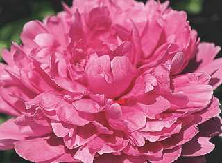 Peony 'Madame Emile Debatene'