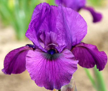 Iris 'Parable'