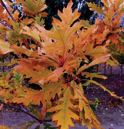 Oak 'Admiration'