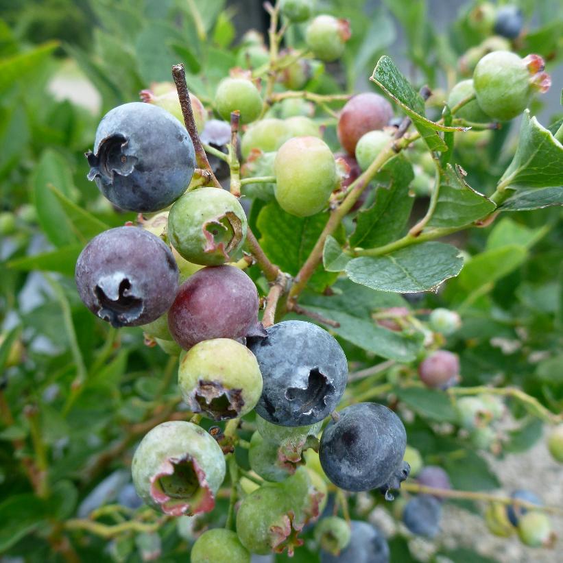 Blueberry 'Blue Gold'