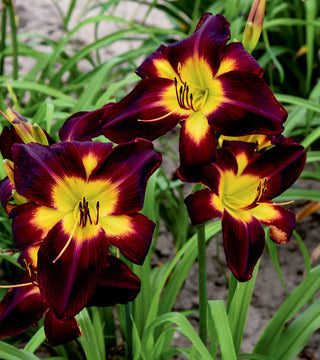 Daylily 'Persian Ruby' PW