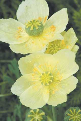 Poppy, Alpine 'Pacino'