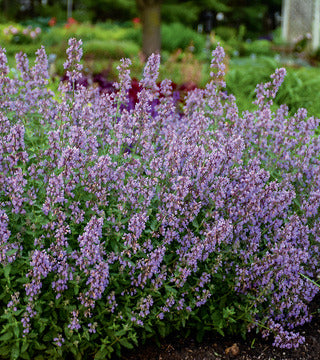 Catmint 'Cat's Meow' PW