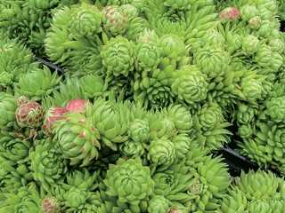 Hen and Chicks 'Rolling'