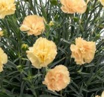 Dianthus 'Hello Yellow'
