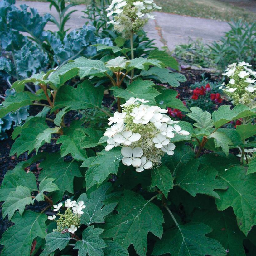 Hydrangea 'Sike's Dwarf'