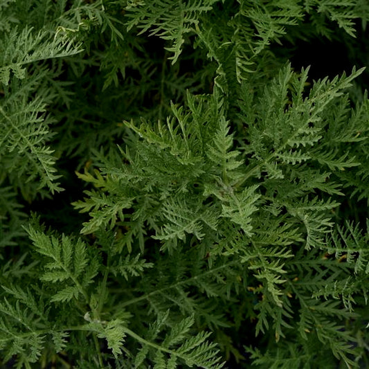 Artemisia 'SunFern Arcadia'