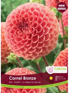 Dahlia, Ball 'Cornel Bronze' - Bulb