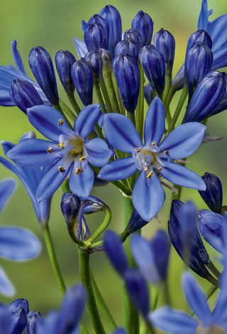 Lily of the Nile 'Summer Love Blue'