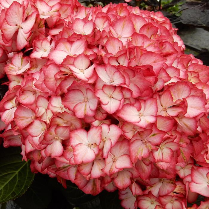 Hydrangea 'Kimono'