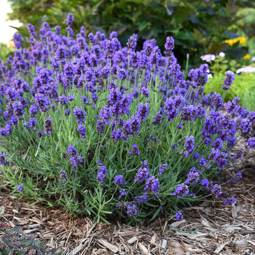 Lavender "Sweet Romance" PW