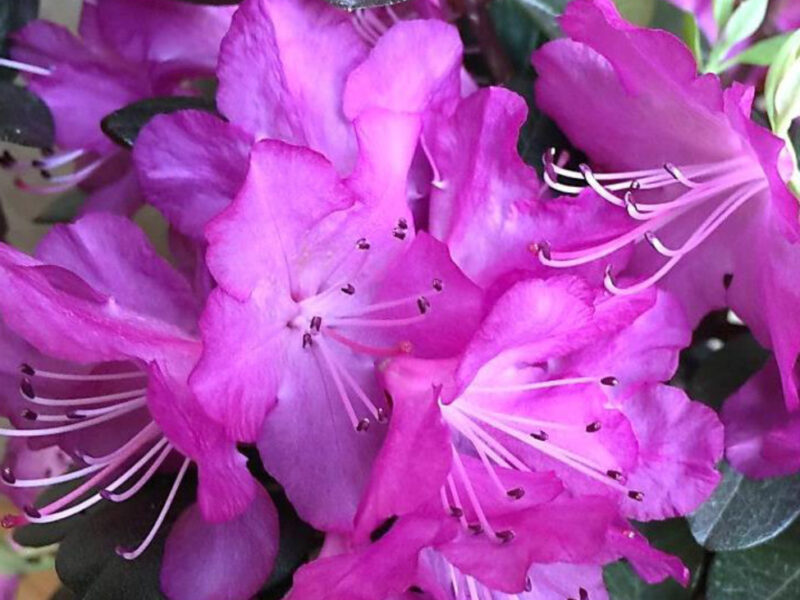 Rhododendron 'PJM Elite Star'