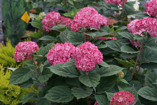 Hydrangea 'Invincibelle Ruby' PW