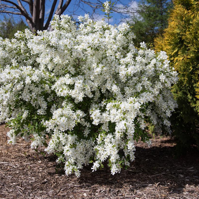 Pearlbush 'Lotus Moon'