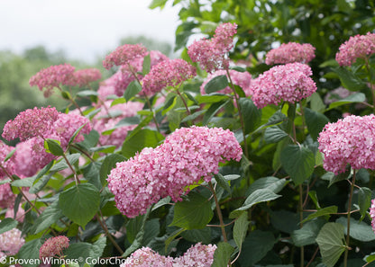 Hydrangea 'Invincibelle Spirit II' PW