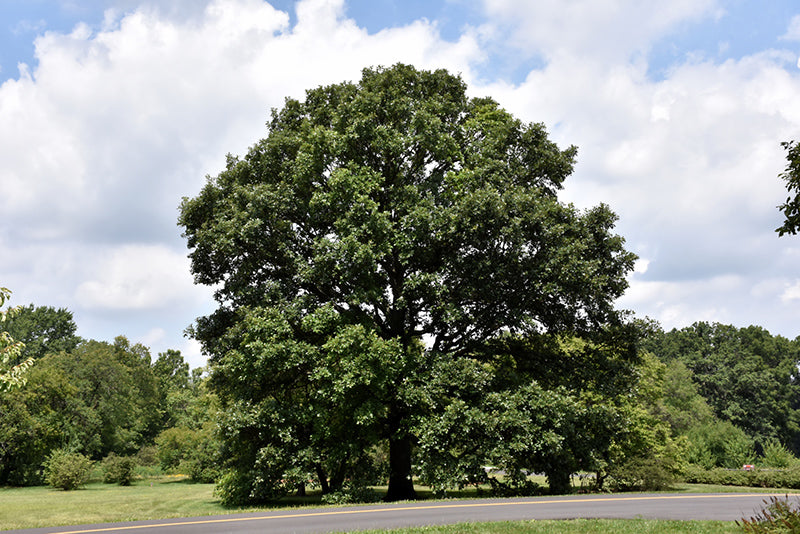 Oak, Swamp White