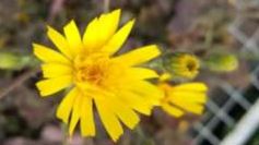 Spotted Hawkweed