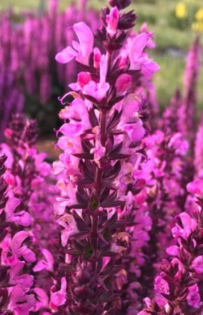 Salvia 'Midnight Rose'