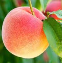 Peach 'Harrow Beauty'