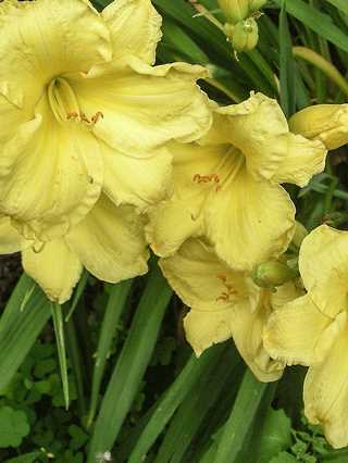 Daylily 'Fragrant Reflections'