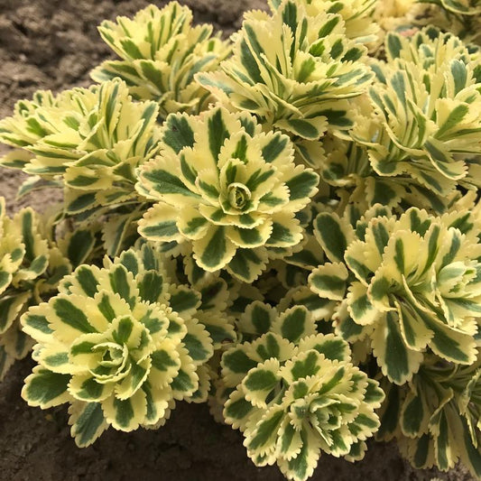 Sedum 'Nonsitnal Atlantis'
