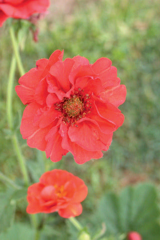 Geum 'Blazing Sunset'