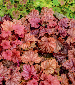 Coral Bells 'Peachberry Ice' PW