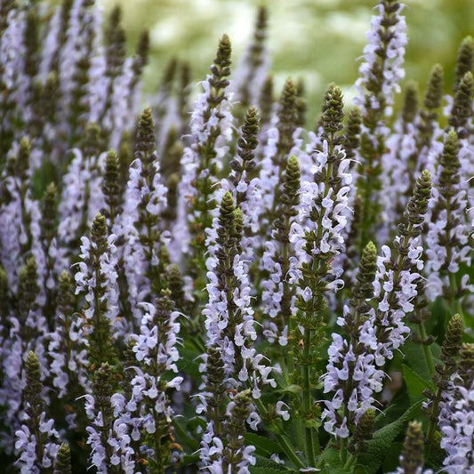 Salvia 'Bumblesky'