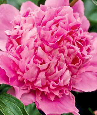Peony 'Jacorma'