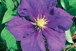 Clematis 'General Sikorski'