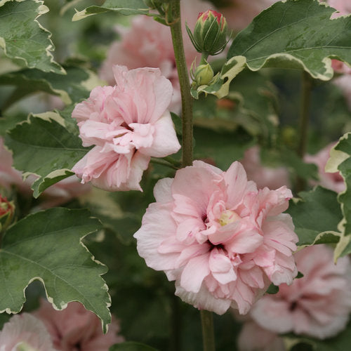 Rose of Sharon Tree Form  'Sugar Tip' PW