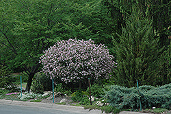 Lilac Tree Form 'Dwarf Korean'