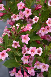 Weigela 'Minuet'