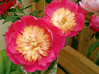 Peony 'Bowl of Love'