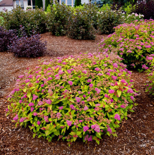 Spirea 'Rainbow Fizz'