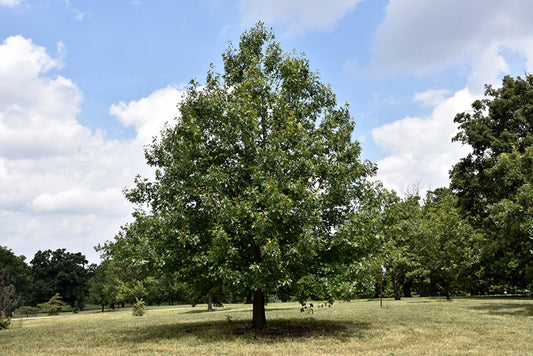Oak, Black