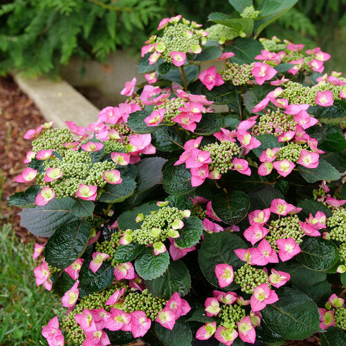 Hydrangea 'Tuff Stuff Top Fun' PW