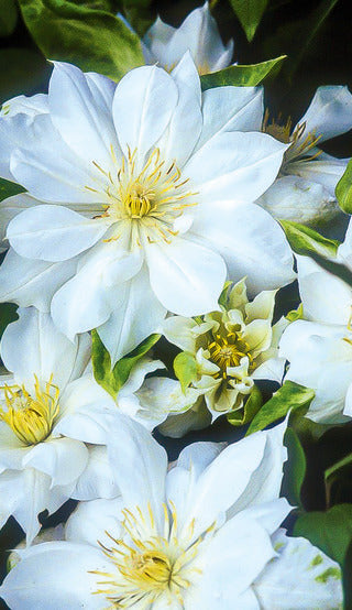 Clematis 'Duchess of Edinburgh'