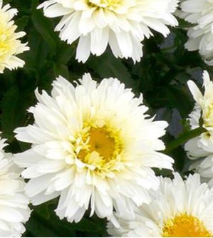 Shasta Daisy 'Macaroon'