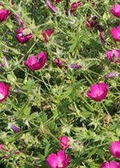 Purple Poppy Mallow