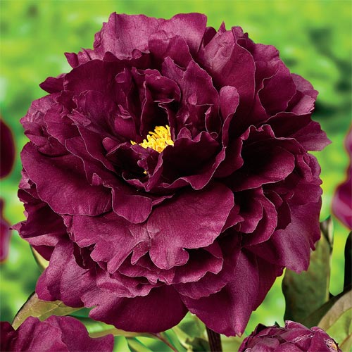 Peony, Double 'Black Beauty'