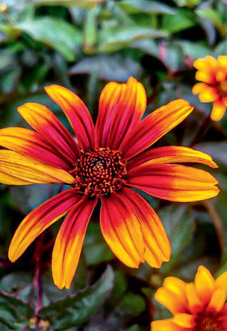 False Sunflower 'Burning Hearts'