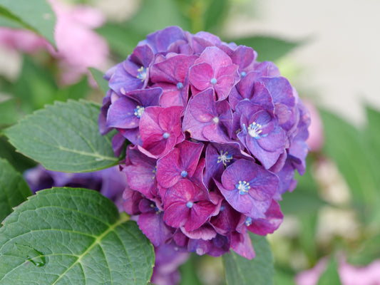 Hydrangea 'Wee Bit Grumpy' PW